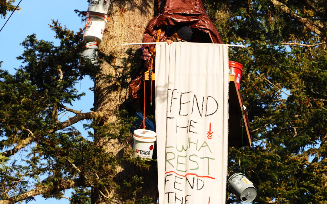 Forest Defenders Launch Tree-Sit in the Elwha Forest in Port Angeles, Washington